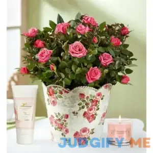 1-800-Flowers Classic Budding Rose