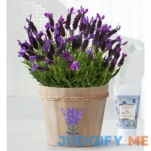 1-800-Flowers Lovely Lavender Plant 158064