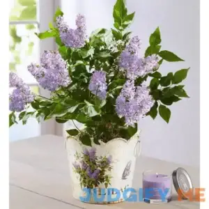 1-800-Flowers Mother's Day Fragrant Lilac Plant Fragrant