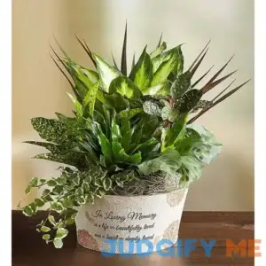 1-800-Flowers New For Mother's Day A lIfe So Beautiful Dish Garden A lIfe So Beautiful Dish Garden 101804LS