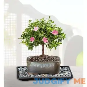 1-800-Flowers New For Mother's Day Azalea Bonsai 157922
