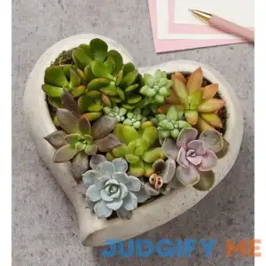 1-800-Flowers Sweet Succulent Heart Garden Large 157740L2
