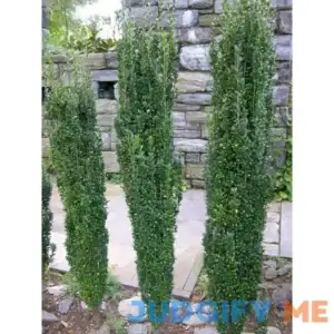 1 Gal. Sky Pencil Japanese Holly Shrub Columnar Evergreen Especially E