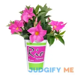 1.5 Pint Dipladenia Flowering Annual Shrub Flowers