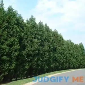 10-Pack (1-2 ft.) - Leyland Cypress Tree