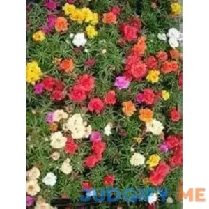 100 Mixed Colors MOSS ROSE Portulaca Flower Seeds