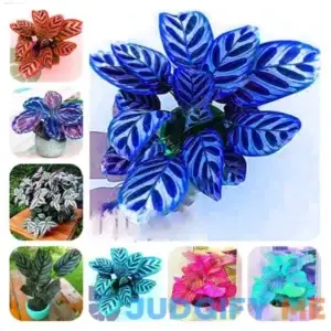 100 Pcs Calathea Miniature Foliage Seeds