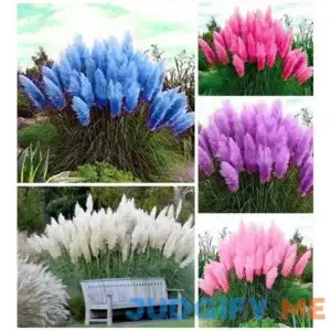 100+ Pcs Mix Pampas Grass Seeds Heirloom Ornamental Grass Seeds Rare Plants Decor Garden