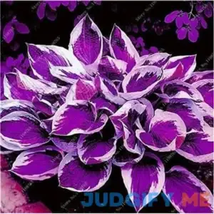 100 Pcs Mixed Hosta Jardin Perennials Lily Flower Pot White Lace DIY Home Garden Ground Cover Garden Plant - (Color: p)