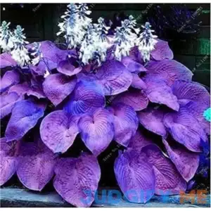100 Pcs Mixed Hosta Jardin Perennials Lily Flower Pot White Lace DIY Home Garden Ground Cover Garden Plant - (Color: t)
