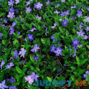 100 Pcs Seeds Vinca Minor Seeds | Non-GMO | Evergreen Ground Cover Plants Fresh Garden Seeds