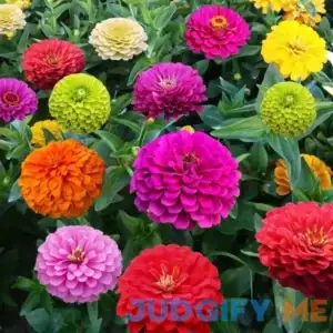 1000+ Crazy Blend Zinnia Seeds for Planting Zinnia Elegans Heirloom Open Pollinated & Untreated Mixed Color Zinnia Flowers