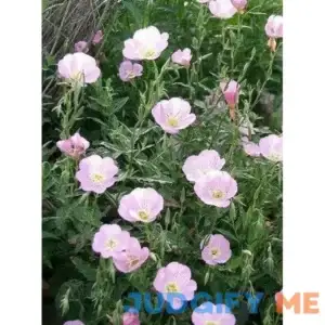 1000 Showy Pink Evening Primrose Oenothera Speciosa Flower Seeds