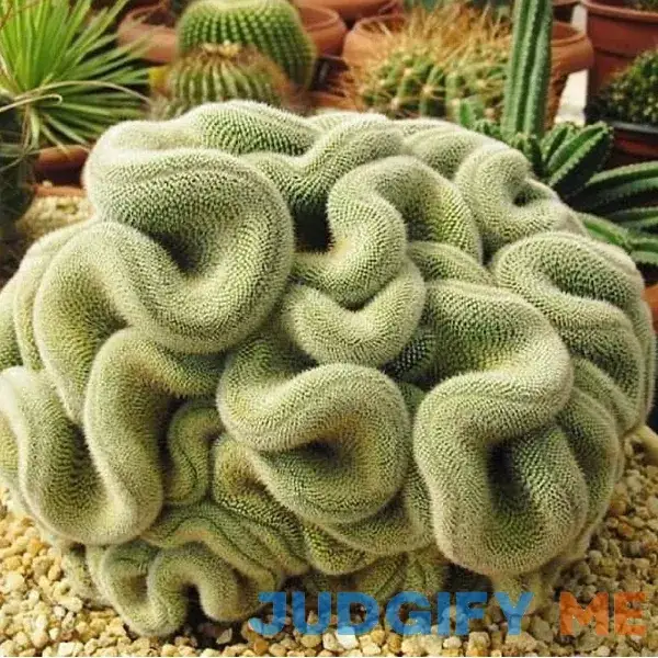 CHUXAY GARDEN Green Brain Cactus Seed CHUXAY GARDEN Green Brain Cactus Seed
