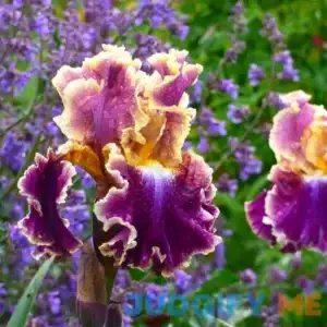 Montmartre Bearded Iris