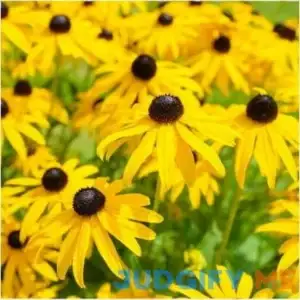 Created By Nature Black Eyed Susan Flower Seeds for Planting
