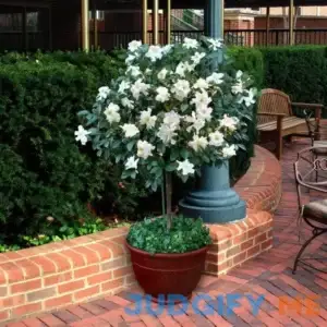 2.5 qt Gardenia Tree