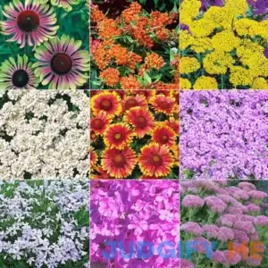 Drought-Resistant & Sun-Loving Designer Garden 9 Per Package