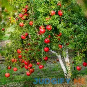Pomegranate Fruit Tree