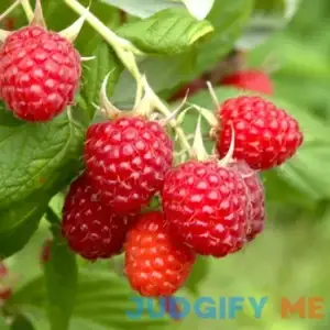 Bushel and Berry Raspberry Shortcake Raspberry Bare Planting