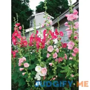 Hollyhock Old Farmyard Perennial Plant by Bluestone Perennials