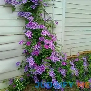 100Pcs Clematis Flower Seeds Perennial Vines Climbing Clematis Plant Seed Garden Decoration - (Color: Purple)