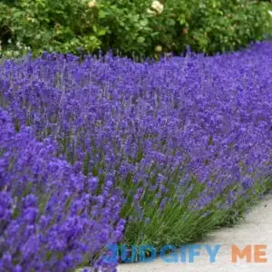 Outsidepride Lavender Seeds