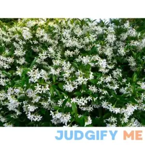 1014-Star Jasmine Seeds by Robsrareandgiantseeds UPC0764425785897 Non-GMO