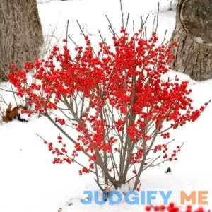 Berry Poppins Winterberry Holly | One Quart