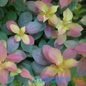 Midnight Sun Weigela | One Quart