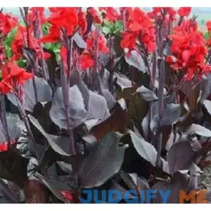Canna Tropicanna Black (2 Bulbs) Dark Maroon Leaves