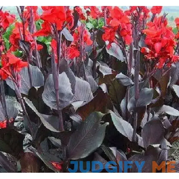 Canna Tropicanna Black (2 Bulbs) Dark Maroon Leaves Canna Tropicanna Black (2 Bulbs) Dark Maroon Leaves