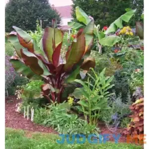 Ensete maurelii Red Abyssinian Banana Tree