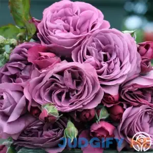 Plum Perfect Rose - Floribunda - Lightly Fragrant Rose