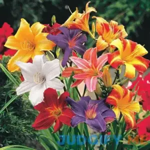 Dwarf Reblooming Daylily Mixture Dormant Bare Root Perennial Starter Plants