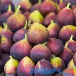 Brighter Blooms Chicago Hardy Fig Tree