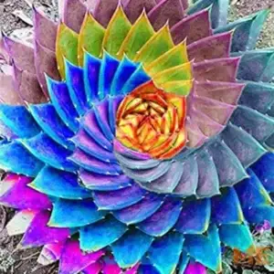 QAUZUY GARDEN 100 Rare Aloe Vera Seeds