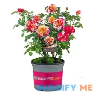 2 Gal. Maurice Utrillo Rose Plant with Cream