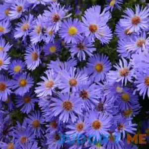 Aster Woods Blue - 1 Gallon Pot