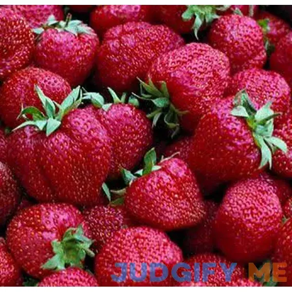 Surecrop Strawberry Junebearer (25 Pack) Surecrop Strawberry Junebearer (25 Pack)