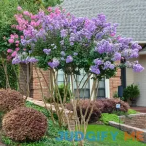 CHUXAY Garden Lilac Crape Myrtle Tree-Lagerstroemia 35 Seeds Privacy Plant Purple Wonder Striking Landscaping Plant Great for Garden