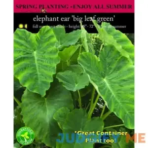 EuroBlooms Elephant Ear