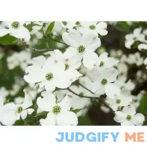 White Dogwood 2-3' in Height in a ABP Container