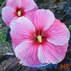 Starry Starry Night Perennial Hibiscus