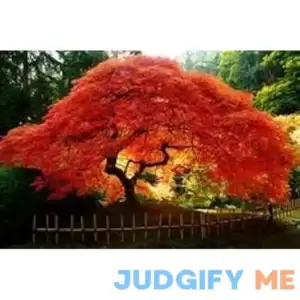 Falls FIRE Japanese Maple - ONE of The Best Japanese MAPLES for Fall Color with Bursts of RED