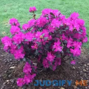 P.J. Mezitt Elite Star Rhododendron