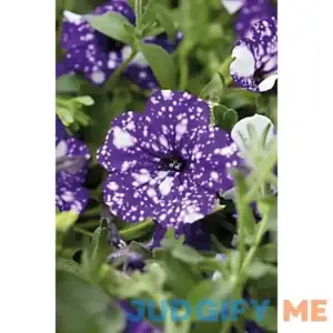 national PLANT NETWORK 4 in. NightSky Petunia Plant with Purple-White Blooms