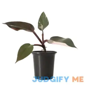 National Plant Network 4 in. Philodendron Pink Princess