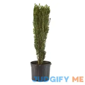 1 gal. Holly Sky Pencil Shrub