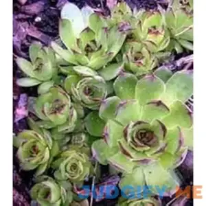 25 MIXED HENS & CHICKS Chickens Succulent (Live Forever) Sempervivum Flower Seeds